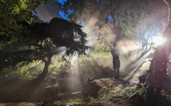 Cómo conseguir luz para grabar en el bosque